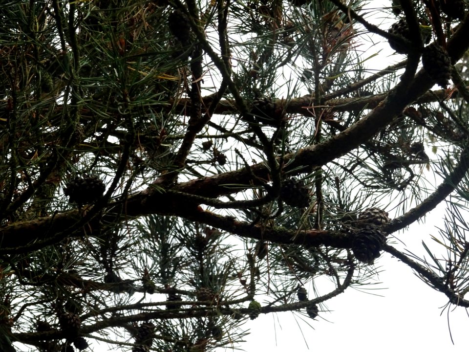 Cônes du Pin sylvestre colonnaire, Pinus sylvestris fastig… 