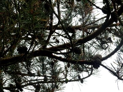Cônes du Pin sylvestre colonnaire, Pinus sylvestris fastig… 