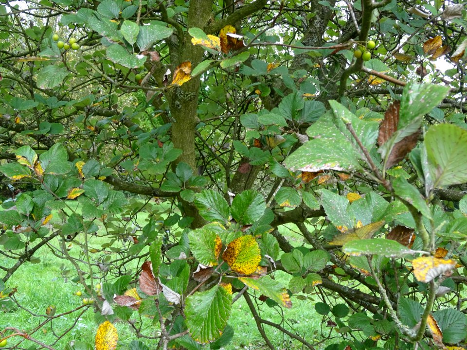 Fruits et feuilles de l'Alisier blanc, Sorbus aria, Rosacé… 