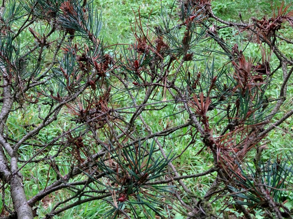 Pin d'Ecosse, Pinus silvestris var. scotica, Pinacées, Arb… 