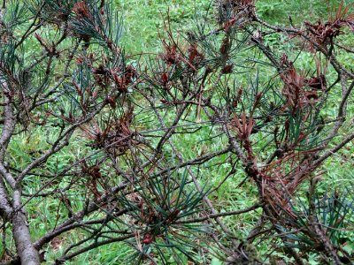 Pin d'Ecosse, Pinus silvestris var. scotica, Pinacées, Arb… 