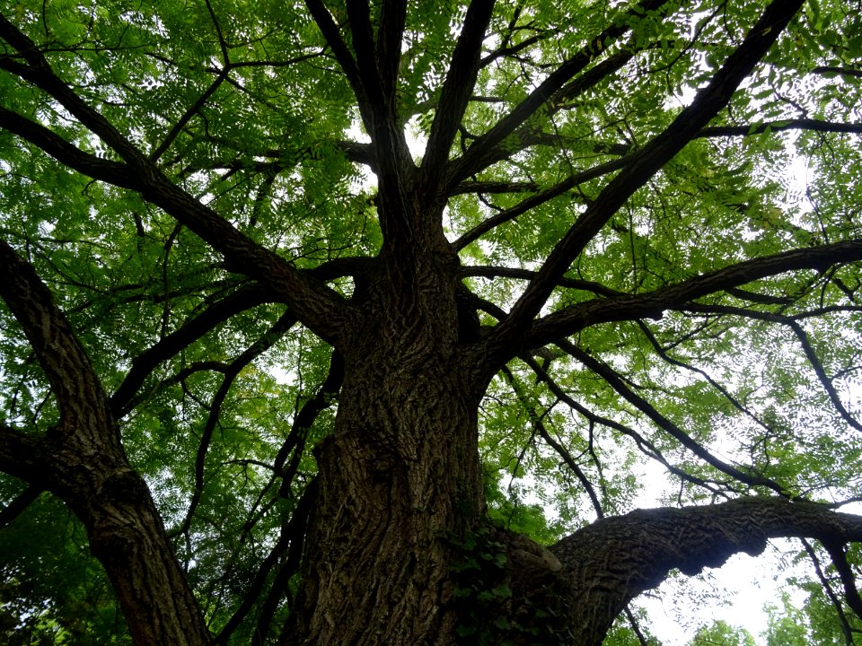 Tronc et branches du Noyer noir, Juglans nigra, Juglandacé… 