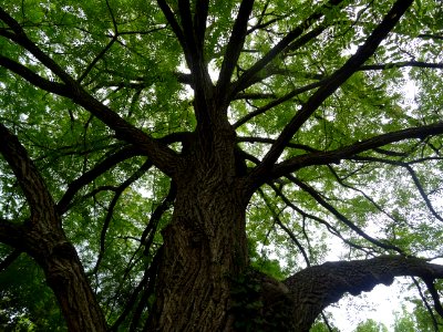 Tronc et branches du Noyer noir, Juglans nigra, Juglandacé… 