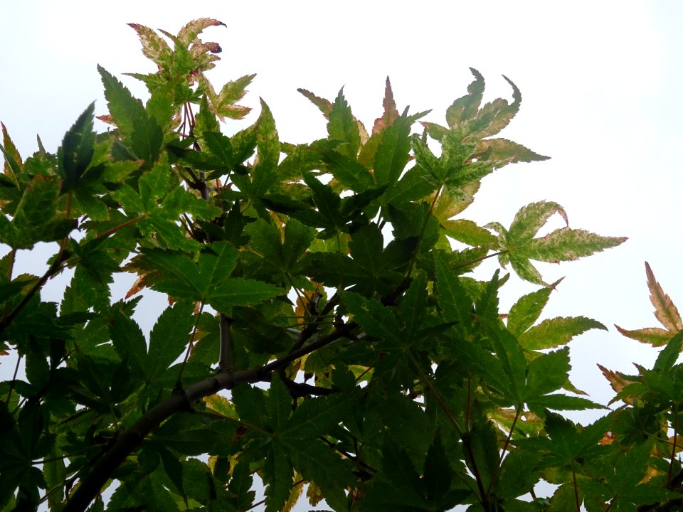 Erable du Japon 'Beni Tsukasa', Acer palmatum 'Beni Tsukas… 