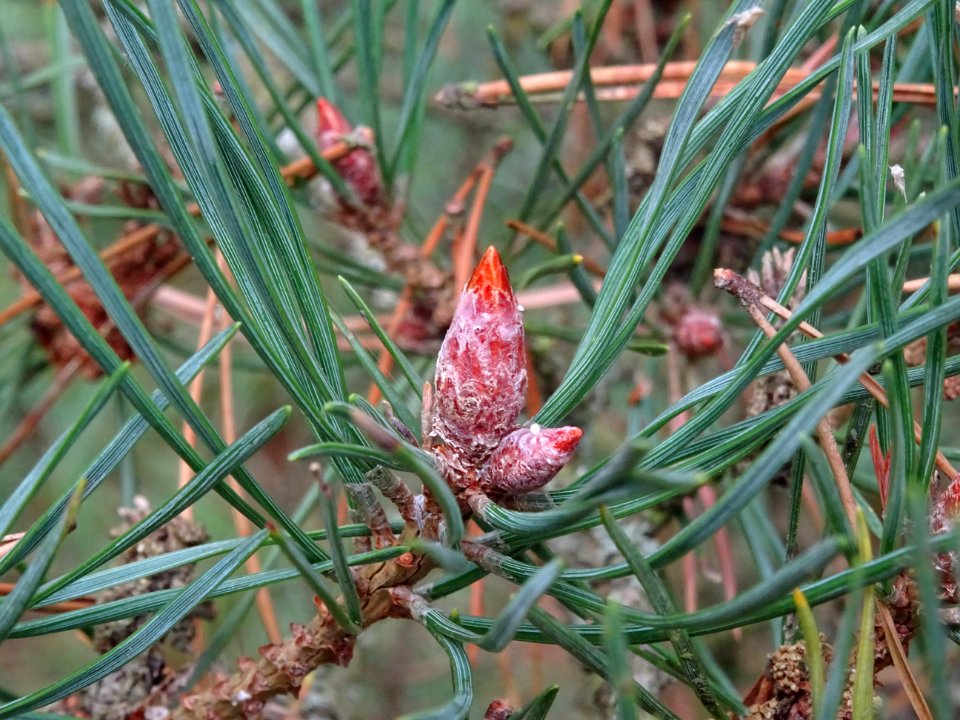 Bourgeons et aiguilles du Pin d'Ecosse, Pinus silvestris v… 