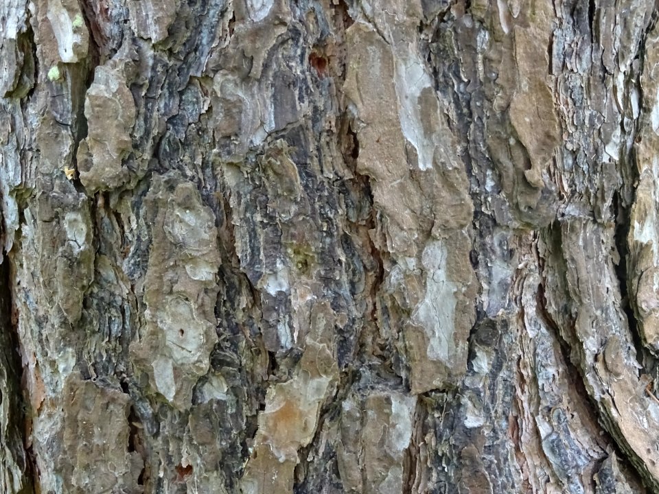 Ecorce du Pin d'Ecosse, Pinus silvestris var. scotica, Pin… 