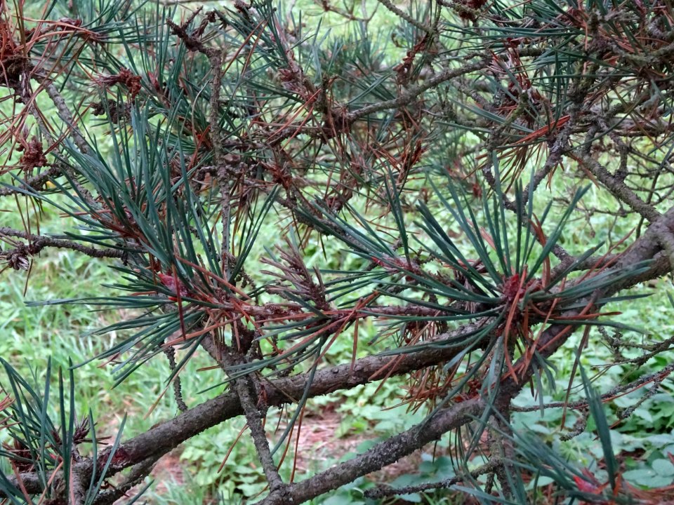 Pin d'Ecosse, Pinus silvestris var. scotica, Pinacées, Arb… 