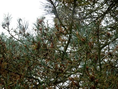 Pin d'Ecosse, Pinus silvestris var. scotica, Pinacées, Arb… 