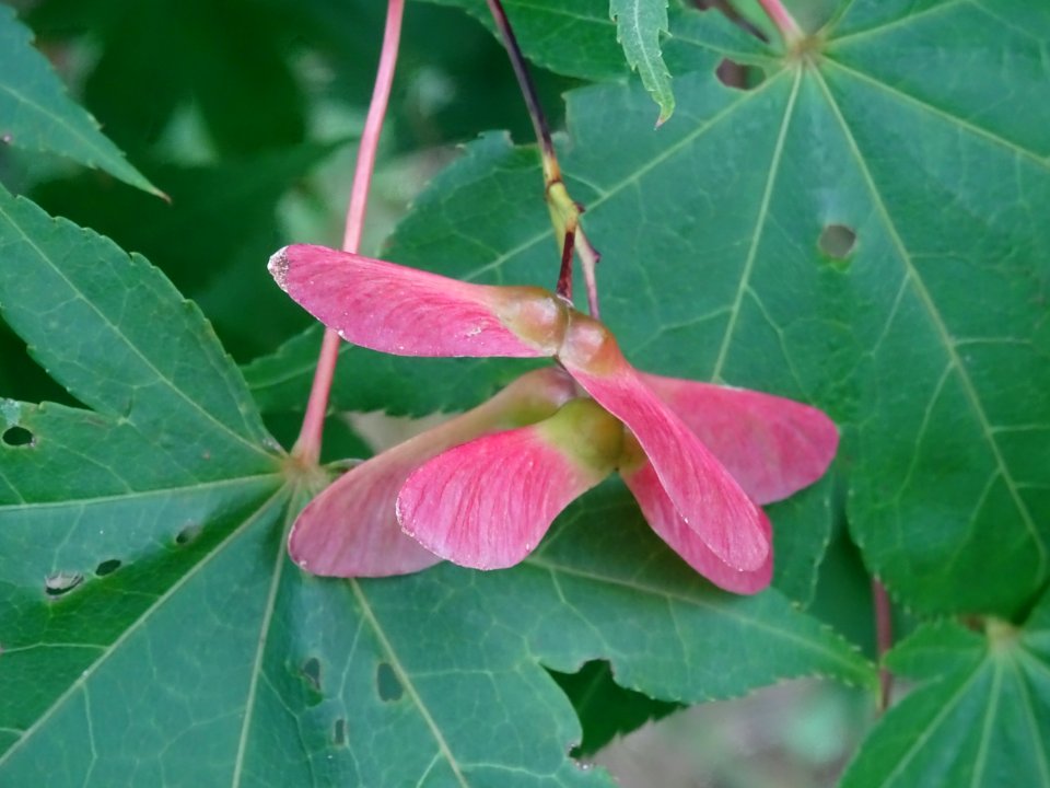 Feuilles et samares rouges de l'Erable du Japon 'Osakazuji… 