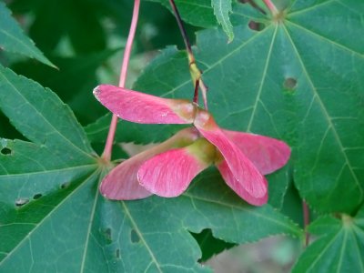 Feuilles et samares rouges de l'Erable du Japon 'Osakazuji… 