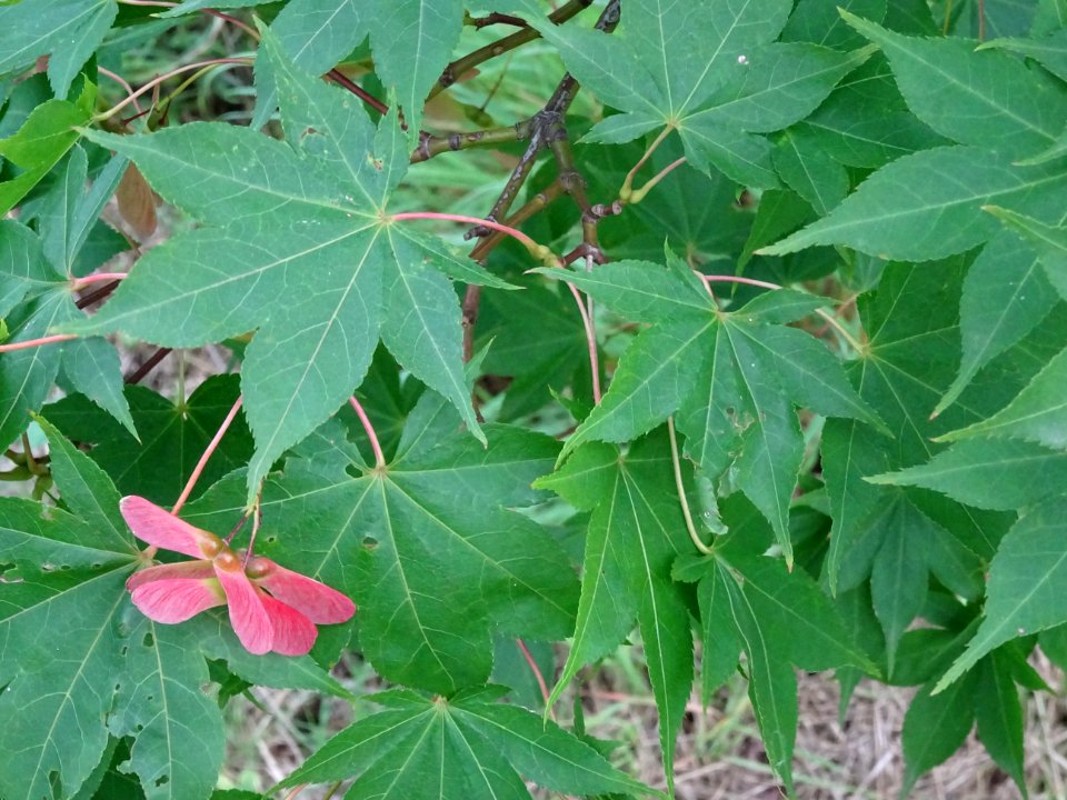 Feuilles et samares rouges de l'Erable du Japon 'Osakazuji… 