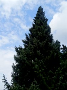 Epicéa de Serbie, Picea omorika, Pinacées, Arboretum de Ch… 