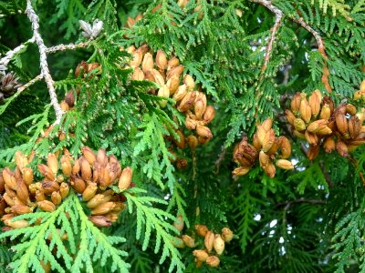 Thuya occidental, Thuja occidentalis, Cupressacées 