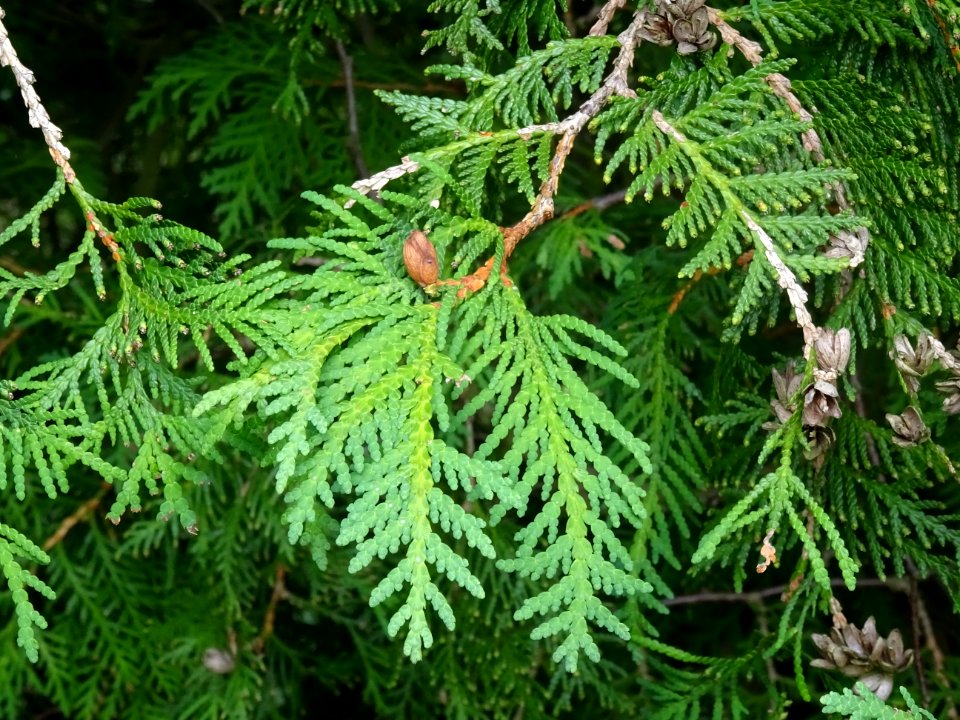 Thuya occidental, Thuja occidentalis, Cupressacées 