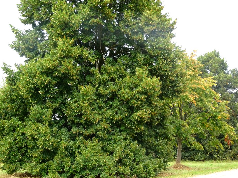 Tilleul du Caucase, Tilia dasystyla, Tiliacées, Arboretum … 