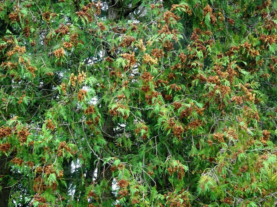 Thuya occidental, Thuja occidentalis, Cupressacées 