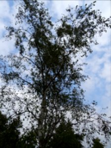 Bouleau pubescent, Betula pubescens, Betulacées, Arboretum… 