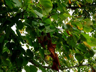 Tilleul du Caucase, Tilia dasystyla, Tiliacées, Arboretum … 