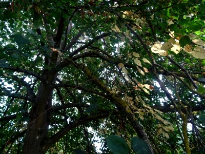 Tilleul du Caucase, Tilia dasystyla, Tiliacées, Arboretum … 