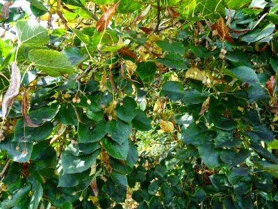 Tilleul du Caucase, Tilia dasystyla, Tiliacées, Arboretum … 