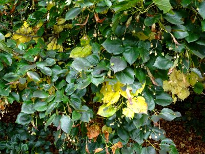 Tilleul du Caucase, Tilia dasystyla, Tiliacées, Arboretum … 