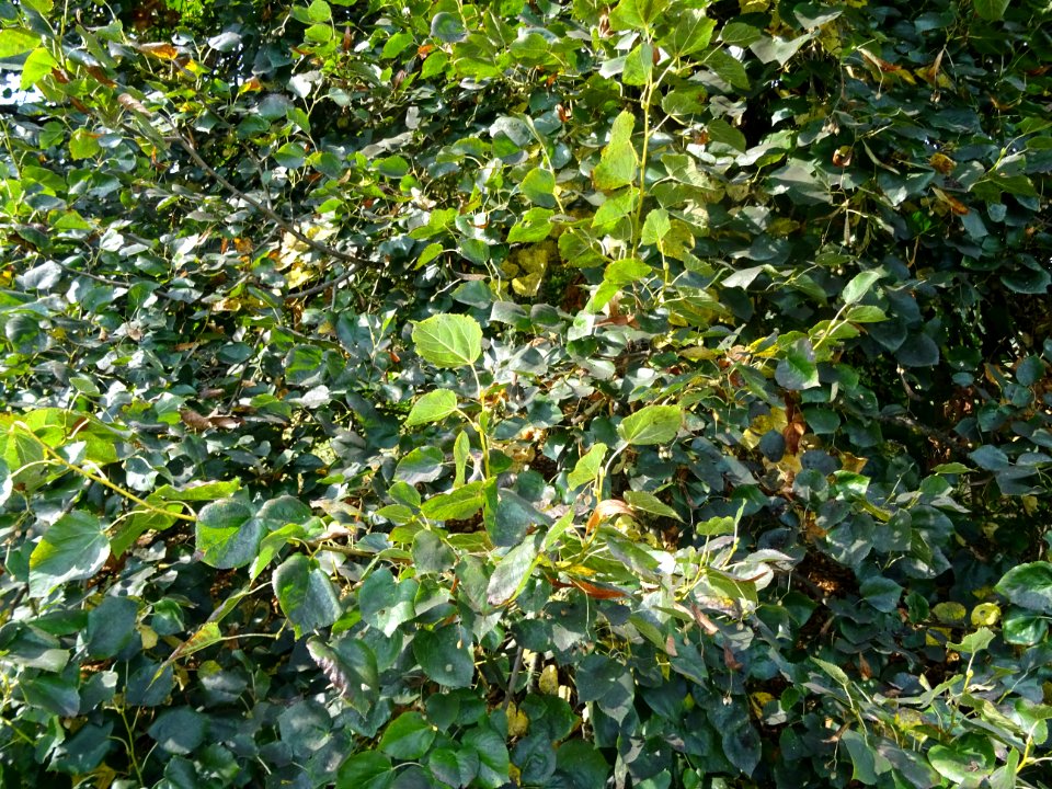 Tilleul du Caucase, Tilia dasystyla, Tiliacées, Arboretum … 