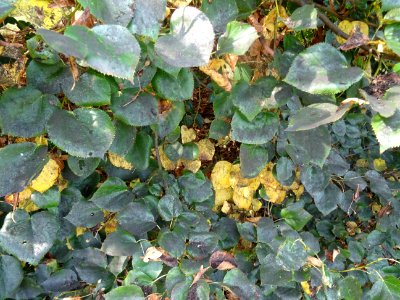Tilleul du Caucase, Tilia dasystyla, Tiliacées, Arboretum … 