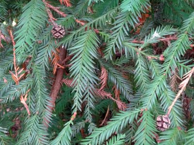 Séquoia toujours vert, Sequoia sempervirens, Cupressacées,… 