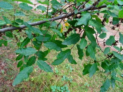 Hêtre oblique ou Roble pellín, Nothofagus obliqua, Nothofa… 