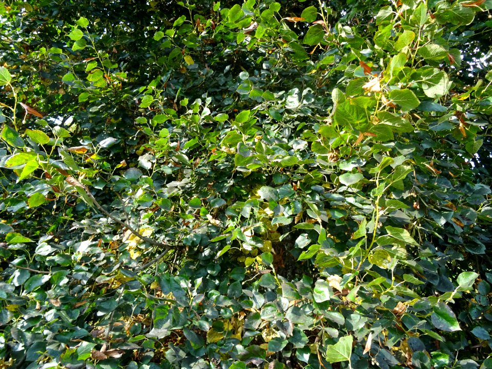 Tilleul du Caucase, Tilia dasystyla, Tiliacées, Arboretum … 