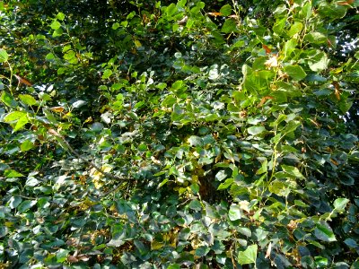 Tilleul du Caucase, Tilia dasystyla, Tiliacées, Arboretum … 