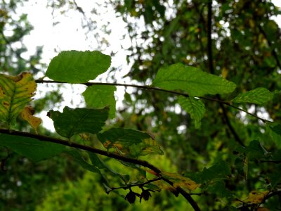 Hêtre oblique ou Roble pellín, Nothofagus obliqua, Nothofa… 