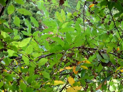Hêtre oblique ou Roble pellín, Nothofagus obliqua, Nothofa… 