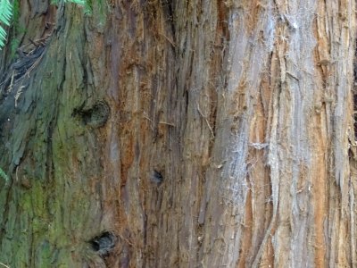 Ecorce du Séquoia toujours vert, Sequoia sempervirens, Cup… 