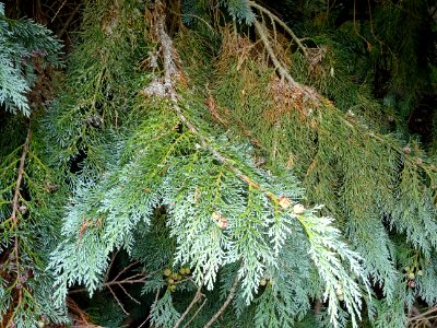 Cyprès de Lawson, Chamaecyparis lawsoniana, Cupressacées, … 