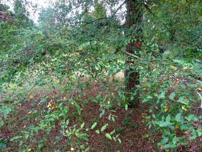 Hêtre oblique ou Roble pellín, Nothofagus obliqua, Nothofa… 