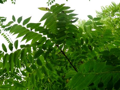 Feuilles du Noyer noir, Juglans nigra, Juglandacées, Arbor… 