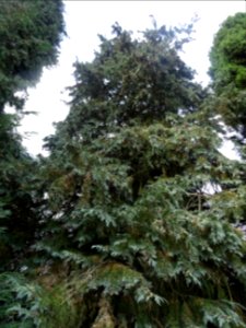Cyprès de Lawson, Chamaecyparis lawsoniana, Cupressacées, … 