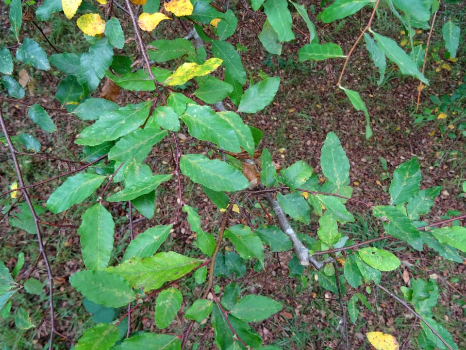 Hêtre oblique ou Roble pellín, Nothofagus obliqua, Nothofa… 