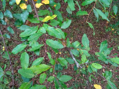 Hêtre oblique ou Roble pellín, Nothofagus obliqua, Nothofa… 