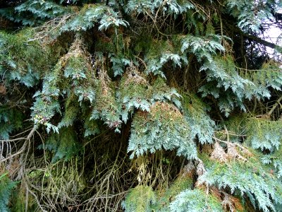 Cyprès de Lawson, Chamaecyparis lawsoniana, Cupressacées, … 