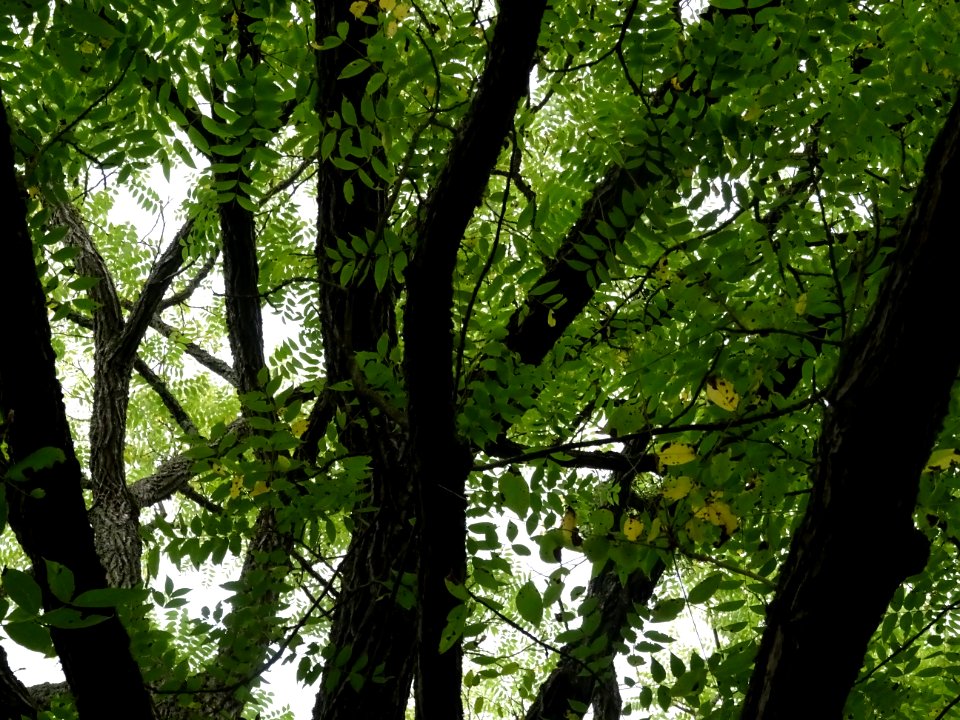 Branches et feuilles du Noyer noir, Juglans nigra, Jugland… 