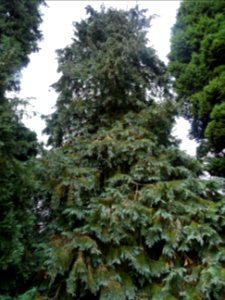 Cyprès de Lawson, Chamaecyparis lawsoniana, Cupressacées, … 