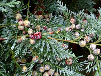 Cônes du Cyprès de Lawson, Chamaecyparis lawsoniana, Cupre… 