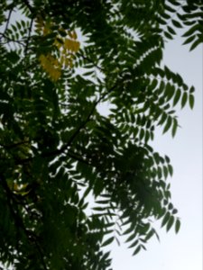 Feuilles du Noyer noir, Juglans nigra, Juglandacées, Arbor… 