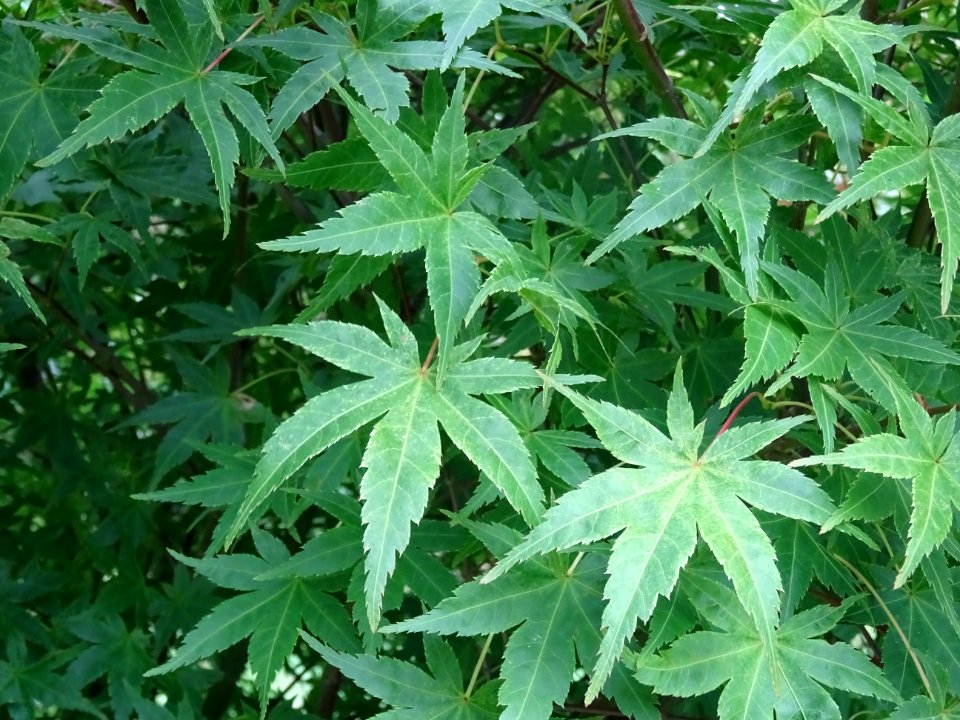 Erable du Japon 'Beni Tsukasa', Acer palmatum 'Beni Tsukas… 