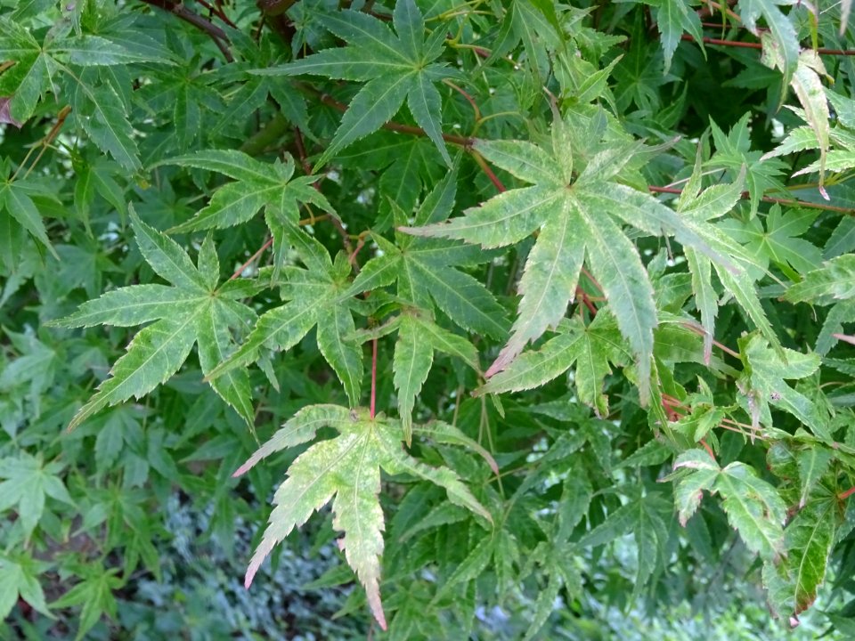 Erable du Japon 'Beni Tsukasa', Acer palmatum 'Beni Tsukas… 