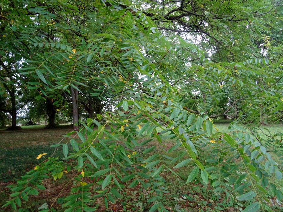 Feuilles du Noyer noir, Juglans nigra, Juglandacées, Arbor… 