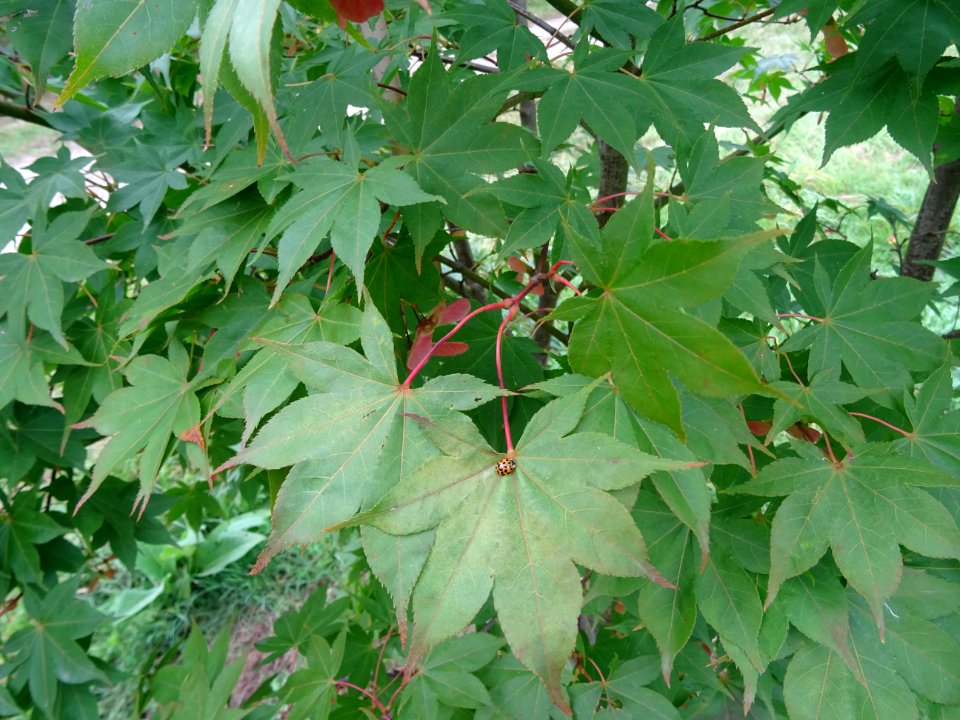 Erable du Japon 'Osakazuji', Acer palmatum 'Osakazuki', Ac… 