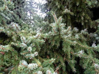 Epicéa de Serbie, Picea omorika, Pinacées, Arboretum de Ch… 
